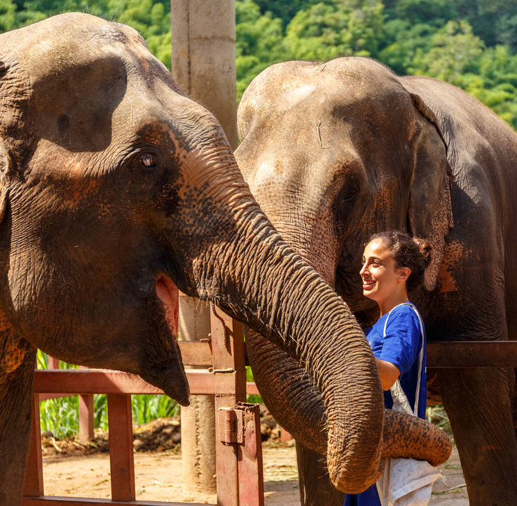 Girl caresss two elephants at sanctuary in Chiang Mai Thailand